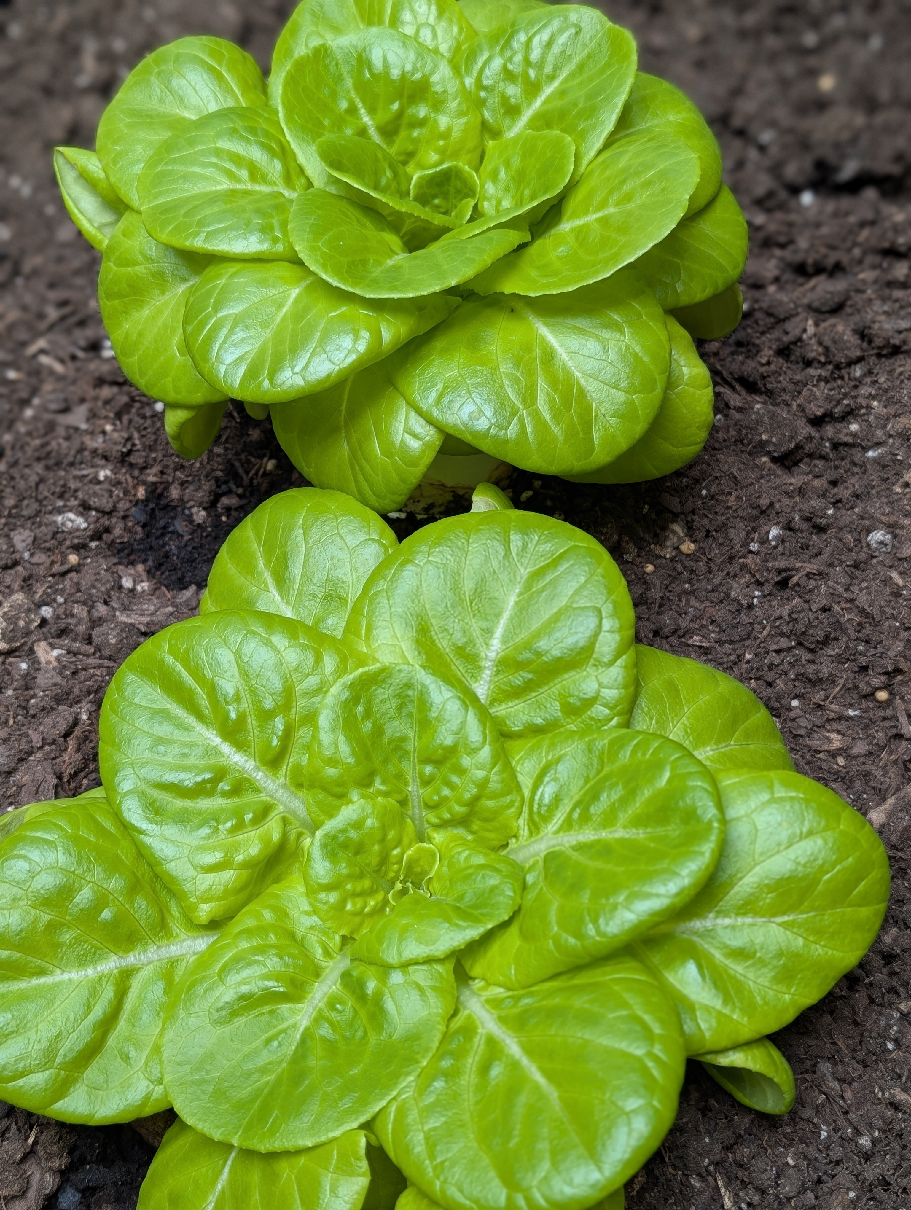 Buttercrunch Lettuce