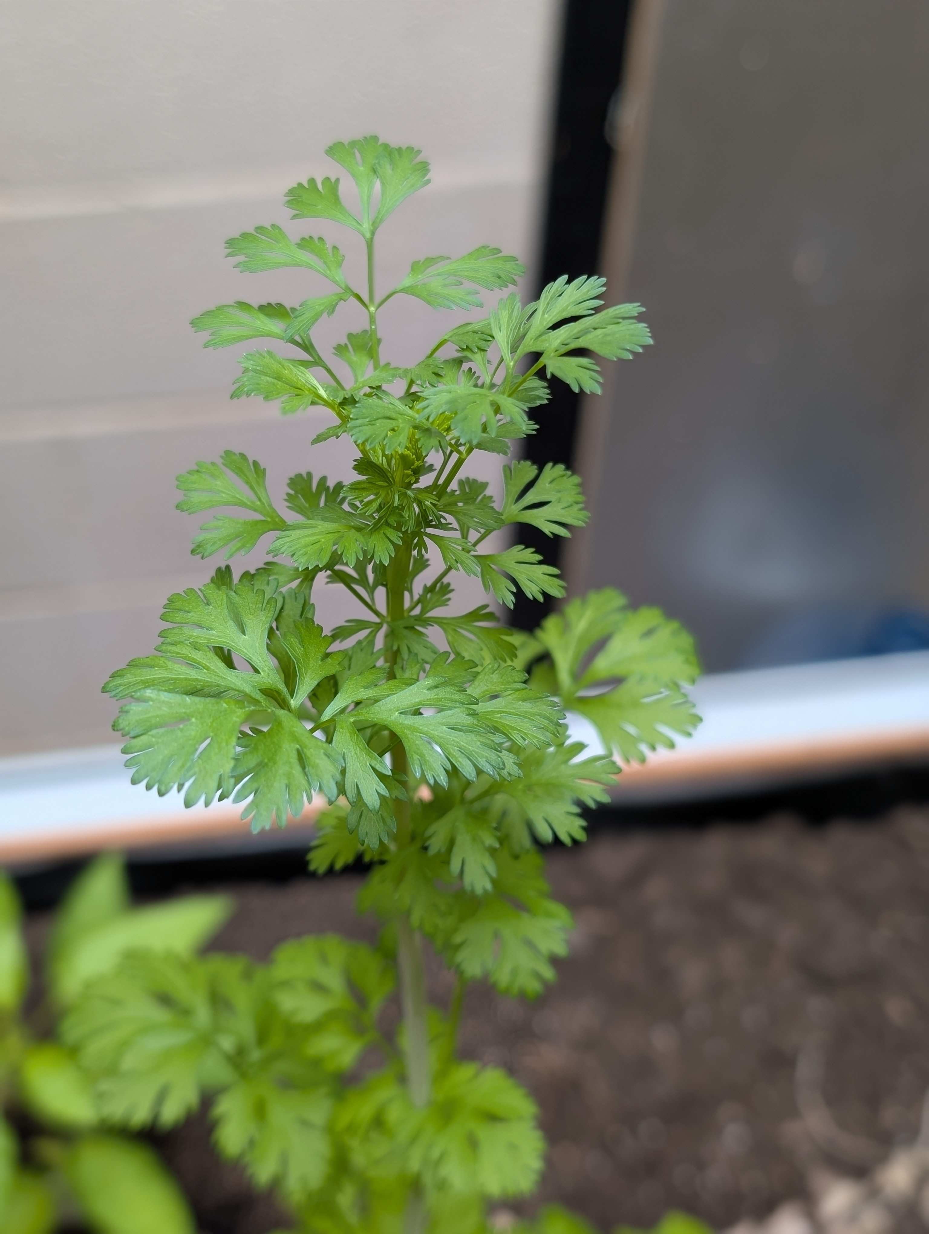 Cilantro