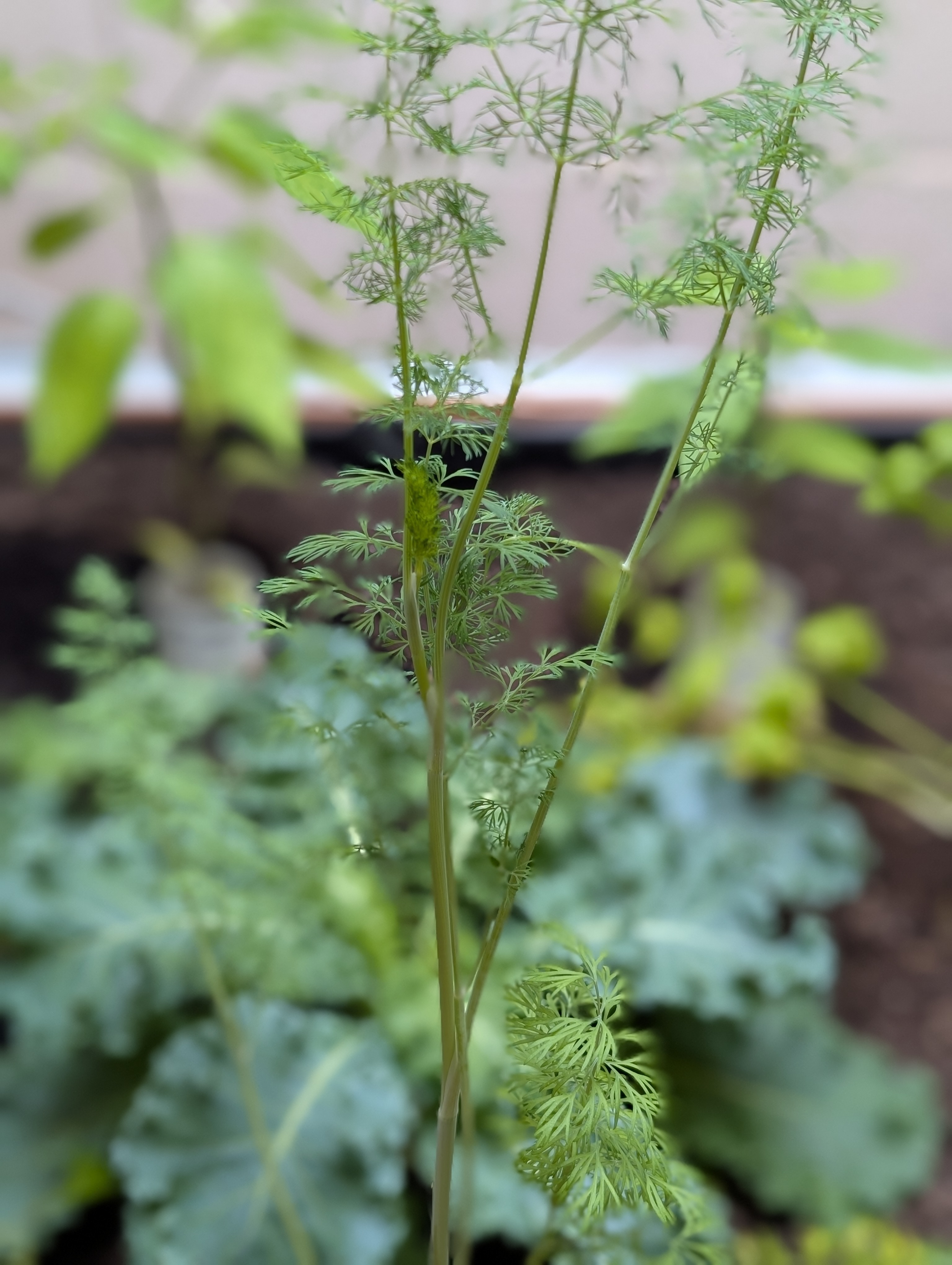 Dill