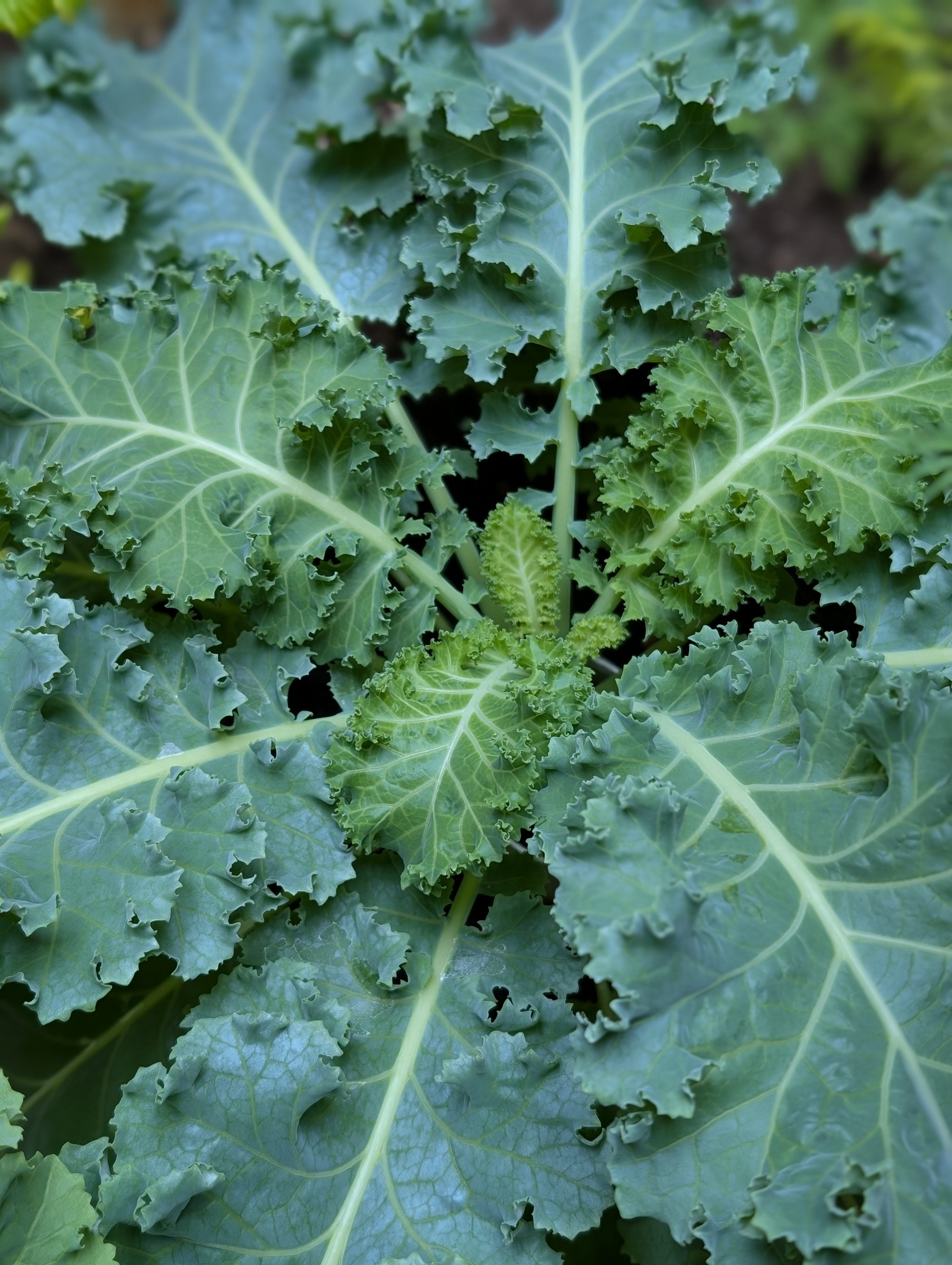 Curly Kale