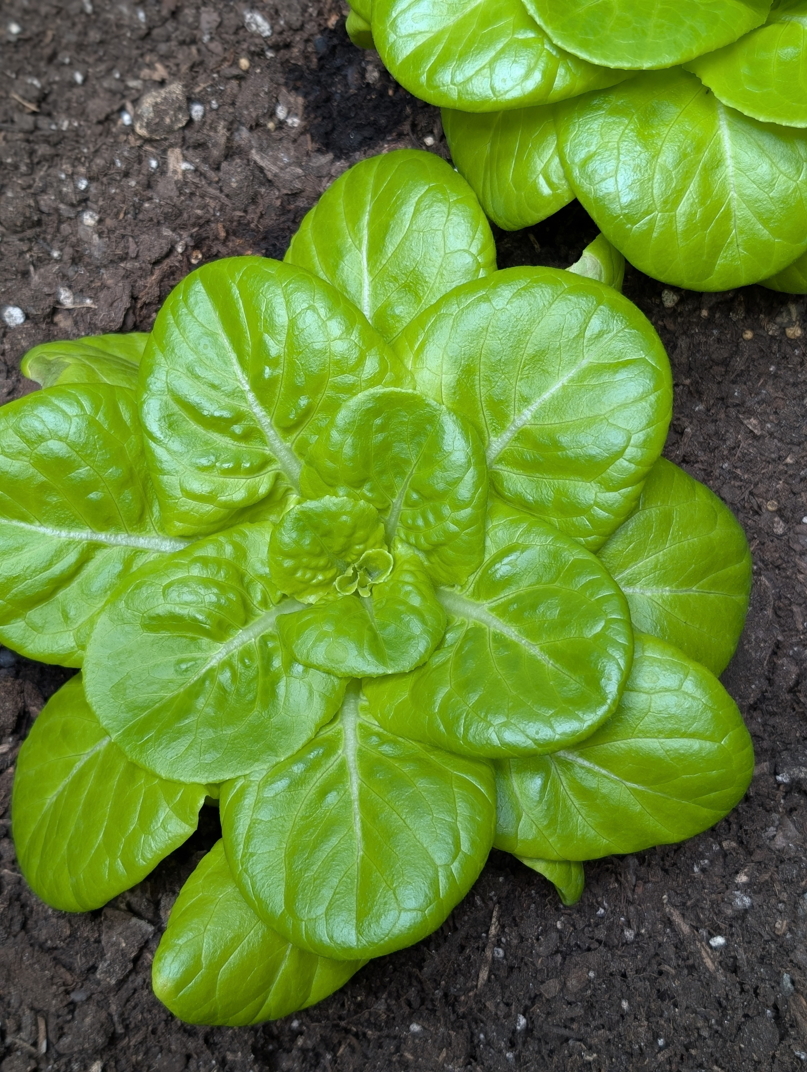 Buttercrunch Lettuce Detail