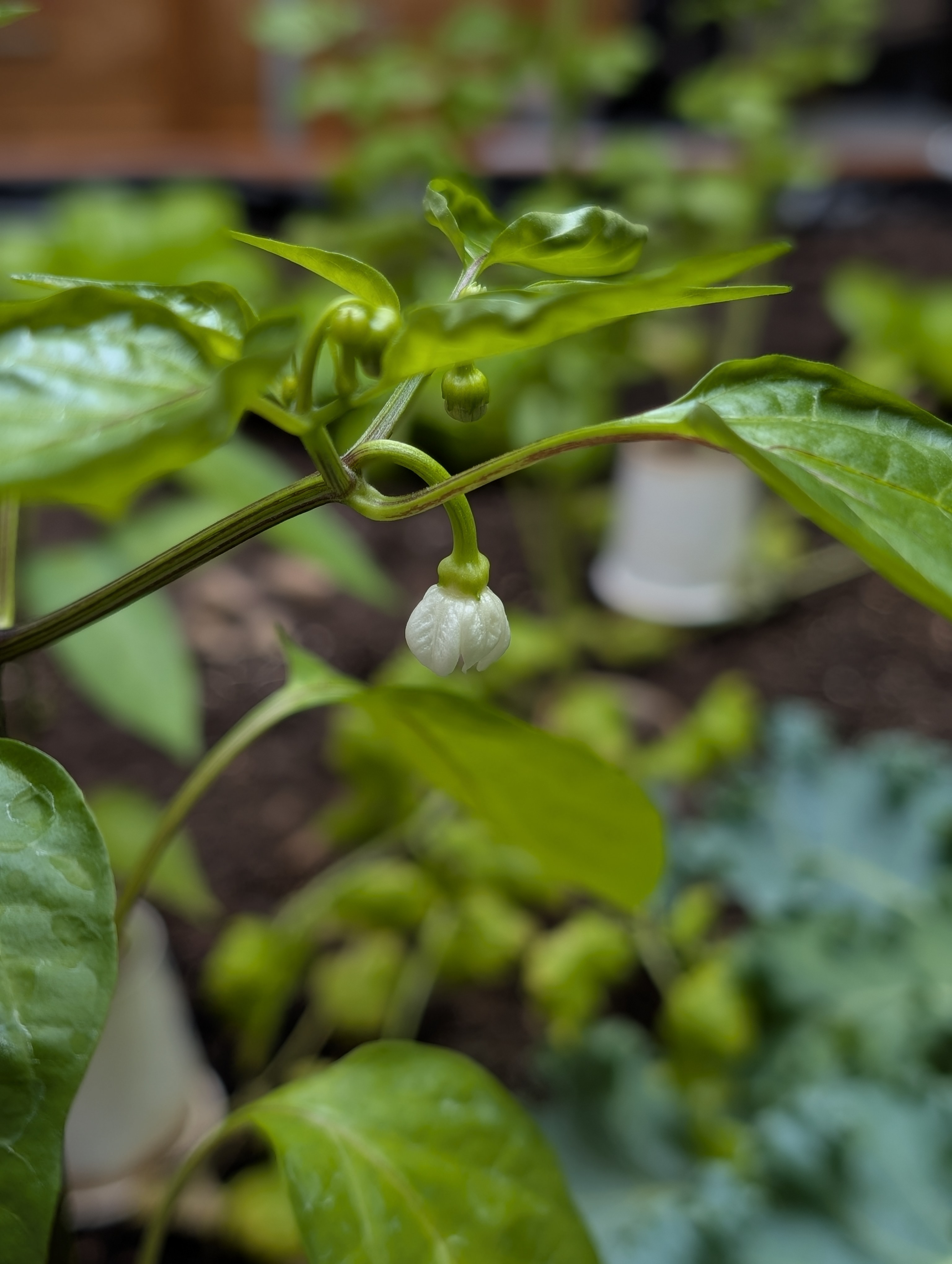Bell Pepper Flower
